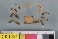 藏品(秀麗長方蟹)的圖片